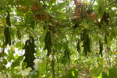 Mucuna pruriens var. utilis